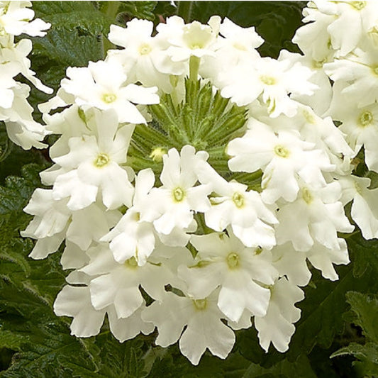Trailing Verbena Seeds Verbena Obsession Cascade White 15 thru 100 Seeds