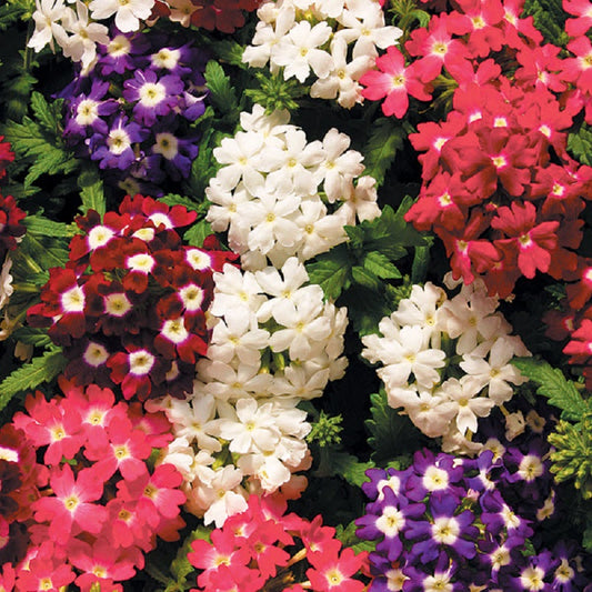 50 Verbena Seeds Verbena Obsession Eye Mix