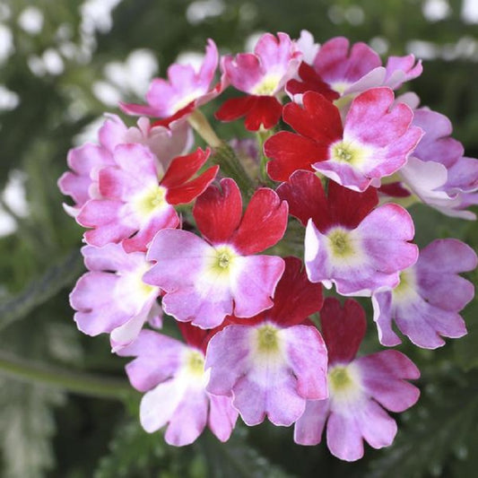 Verbena Seeds Obsession Twister Cascade Burgundy 15 thru 100 Seeds Trailing Verbena