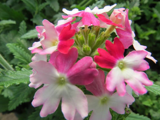 Verbena Seeds Obsession Twister Red 25 thru 500 Seeds