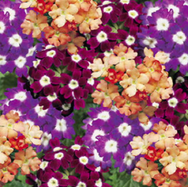 Verbena Seeds Obsession Wine & Cheese 25 thru 500 Seeds