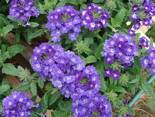Verbena Seeds Quartz XP Blue 50 Spring Seeds
