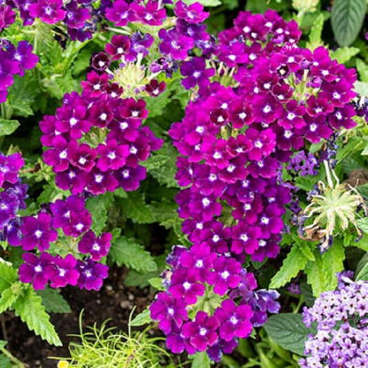 Verbena Seeds Quartz XP Purple 50 Spring Seeds