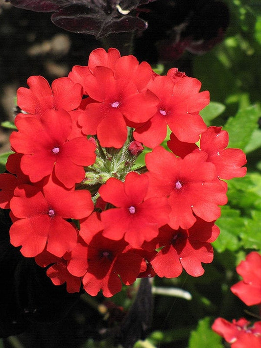 Verbena Seeds Quartz XP Scarlet 50 Spring Seeds