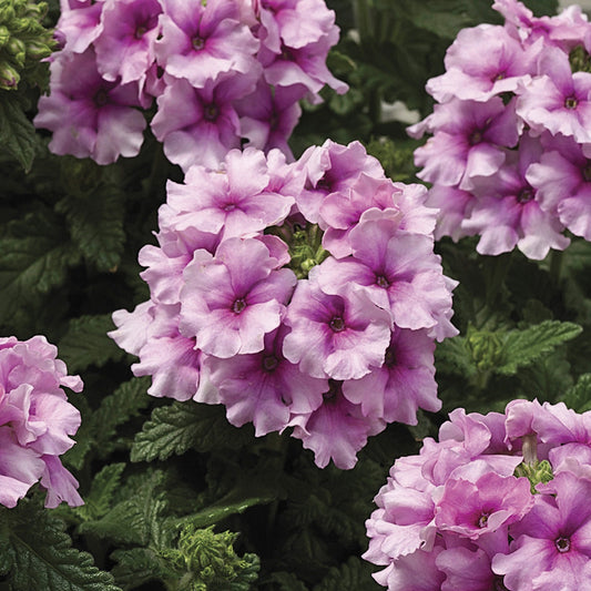 Verbena Seeds Tuscany Orchid Frost Verbena 25 Seeds