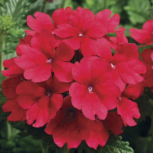 Verbena Seeds Tuscany Scarlet Verbena 25 Seeds