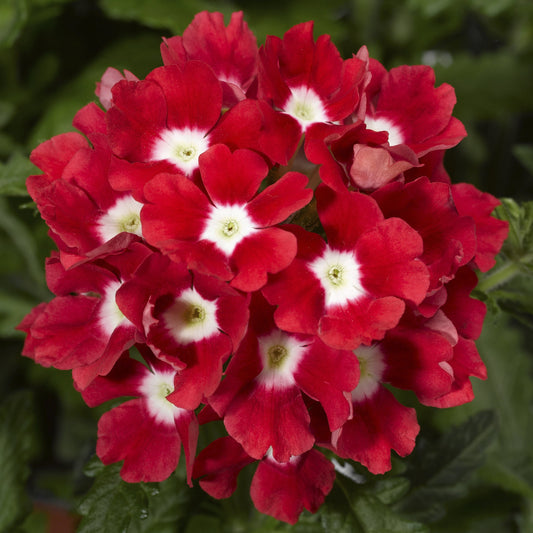 Verbena Seeds Tuscany Scarlet Eye Verbena 25 Seeds