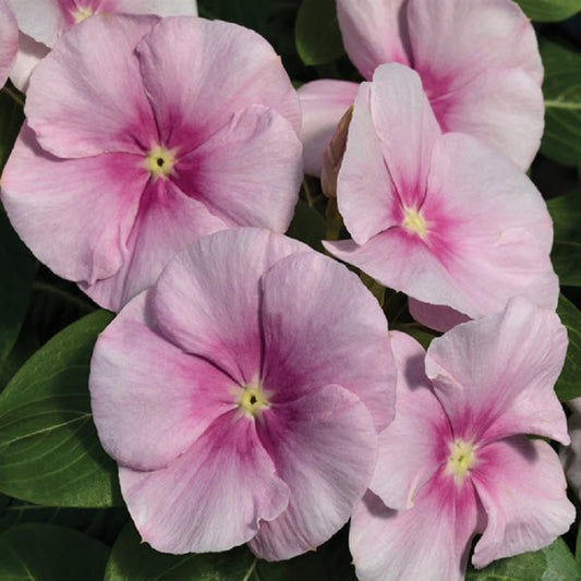 Vinca Seeds Vinca Vitalia Icy Pink 25 thru 250 Seeds