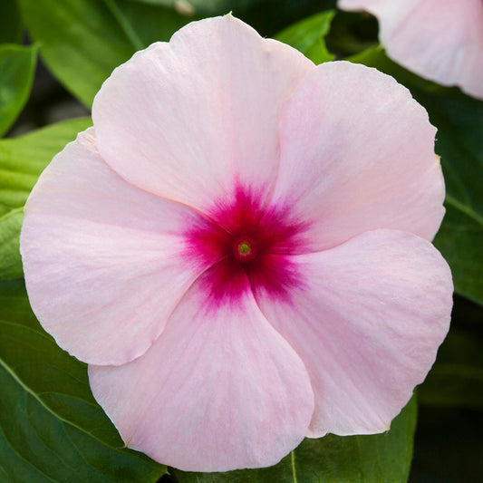100 Vinca Seeds Blockbuster Apricot Periwinkle Seeds