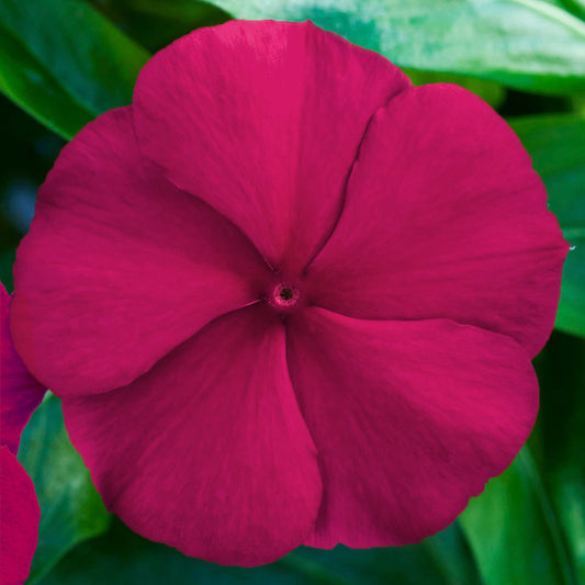 500 Bulk Vinca Seeds Blockbuster Crimson Flower Seeds