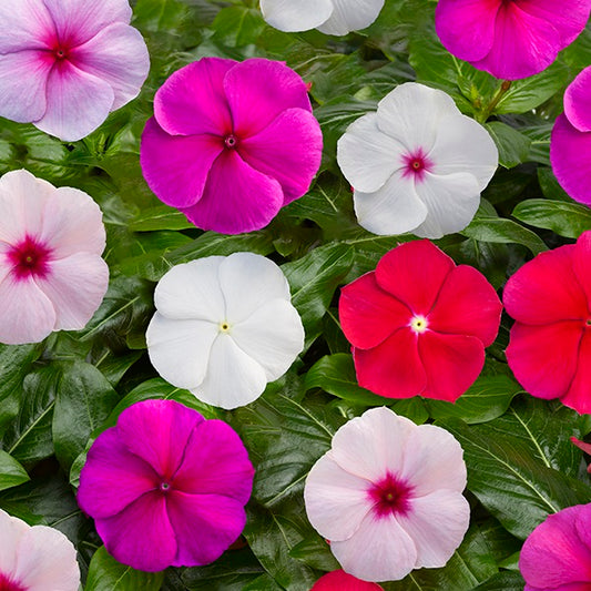 500 Bulk Vinca Seeds Blockbuster Formula Mix Flower Seeds