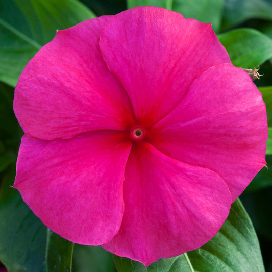 25 Blockbuster Punch Vinca Seeds Periwinkle Seeds