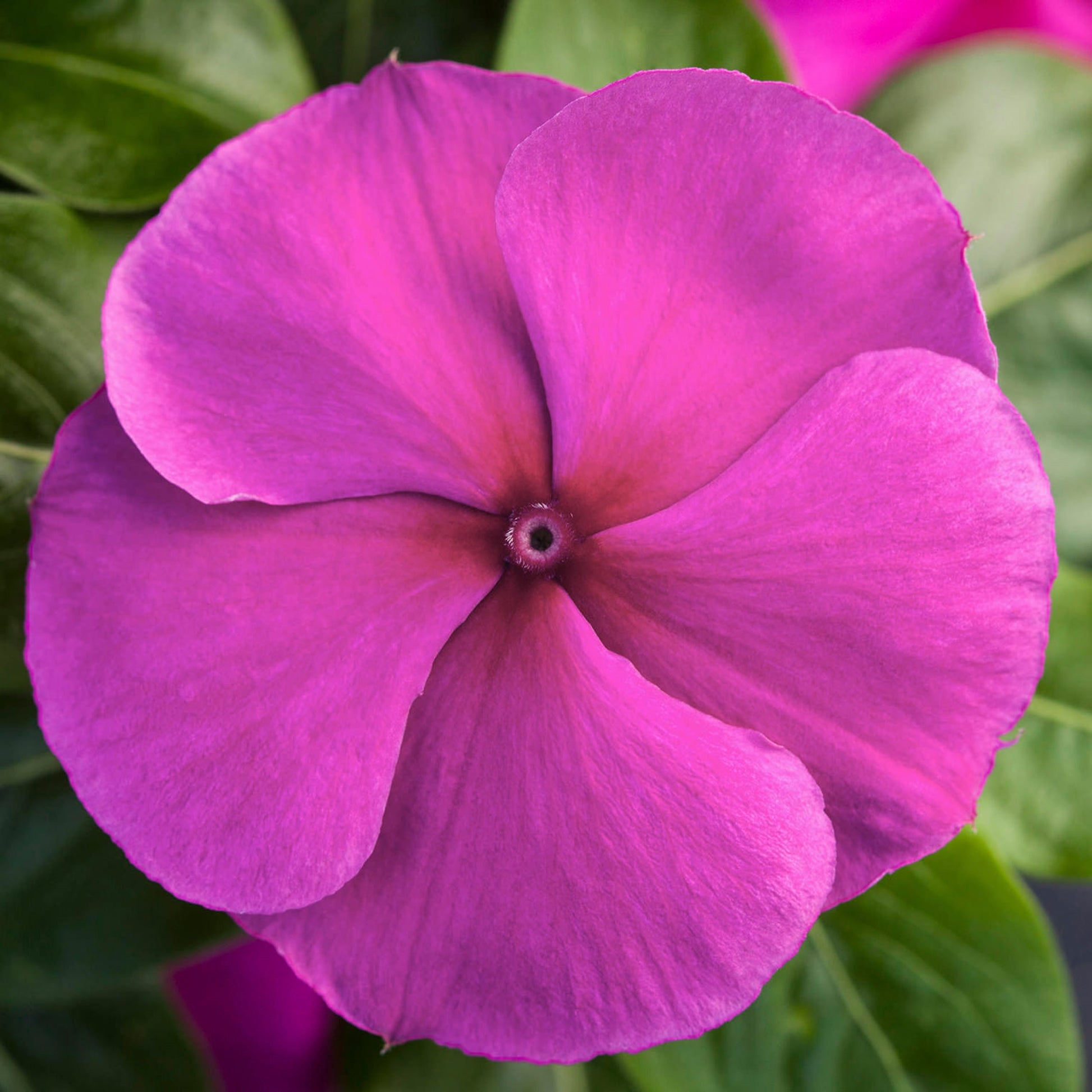 Trailing Petunia | 500 Bulk Vinca Seeds | Vinca Blockbuster Purple
