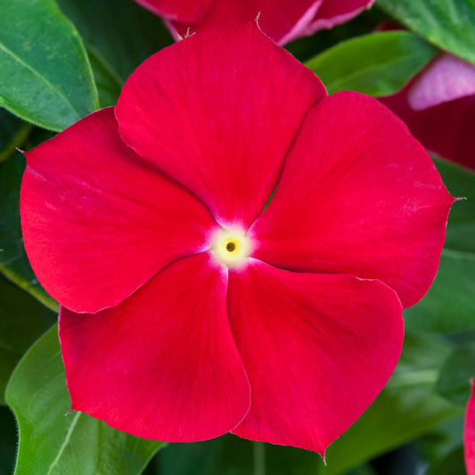 100 Vinca Seeds Blockbuster Red With Eye Periwinkle Seeds