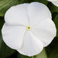 25 Blockbuster White Vinca Seeds Periwinkle Seeds