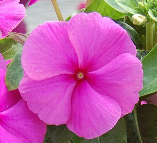 Cobra Vinca Seeds Cobra Purple 25 thru 100 Vinca Seeds