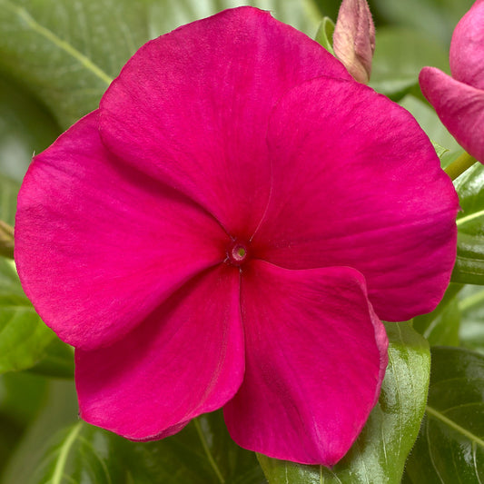 Vinca Seeds Cora XDR Hot Gentia 25 Spring Seeds