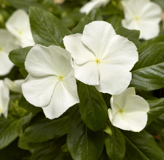 Vinca Seeds Cora White 25 thru 500 Seeds
