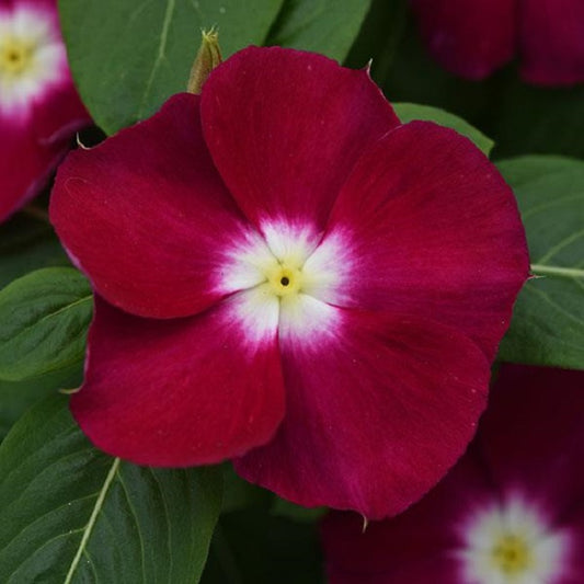 500 Bulk Vinca Seeds Mediterranean XP Burgundy Halo