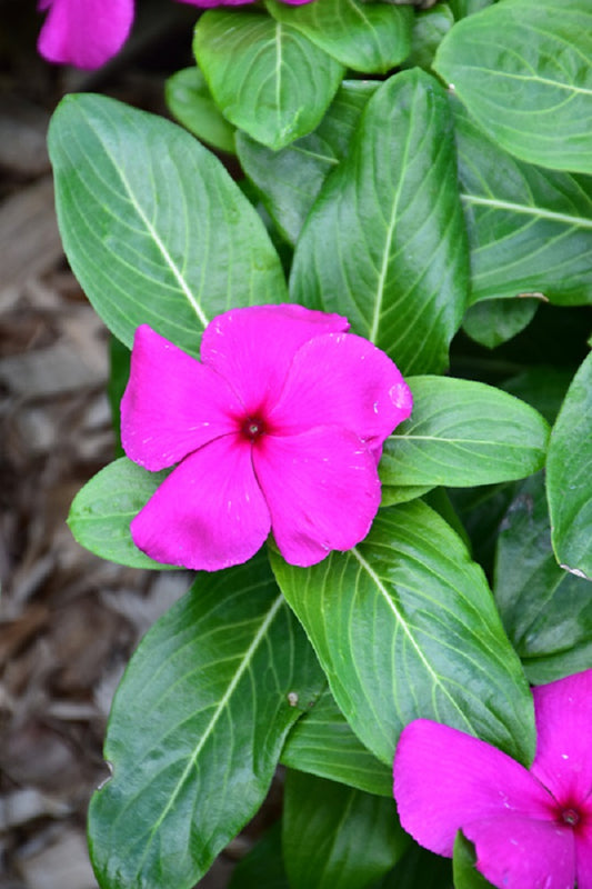 Vinca Seeds Mega Bloom Grape 25 Flower Seeds Has Large Blooms