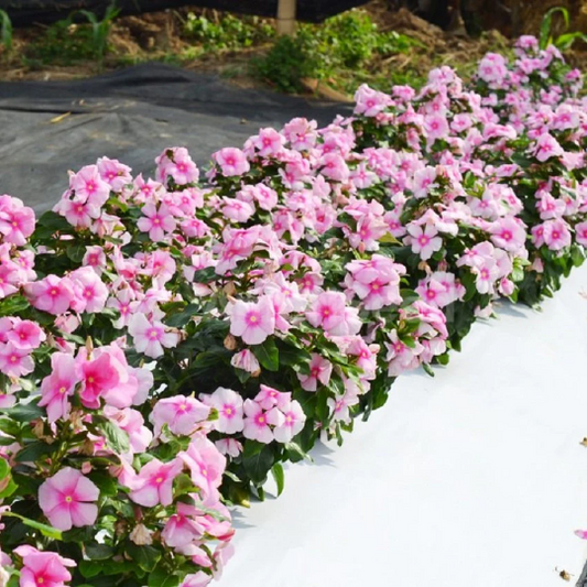 Vinca Seeds Mega Bloom Icy Pink 25 thru 250 Flower Seeds