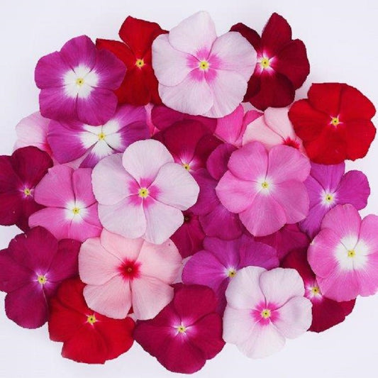 Vinca Seeds Mega Bloom Mix 500 Bulk Seeds Big Blooms