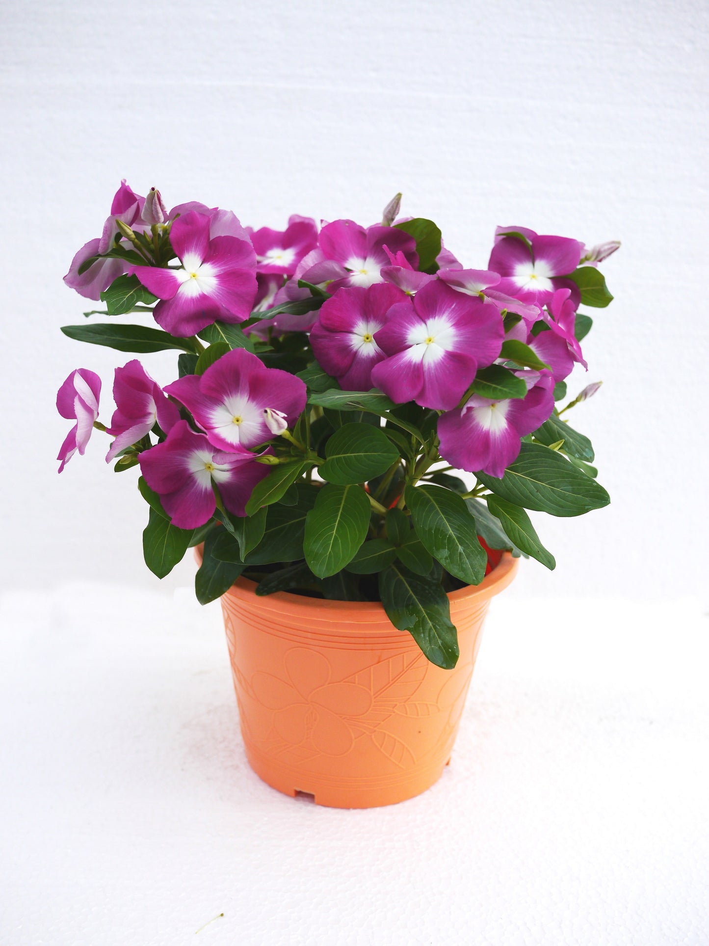 Vinca Seeds Mega Bloom Orchid Halo 500 Bulk Seeds Big Blooms