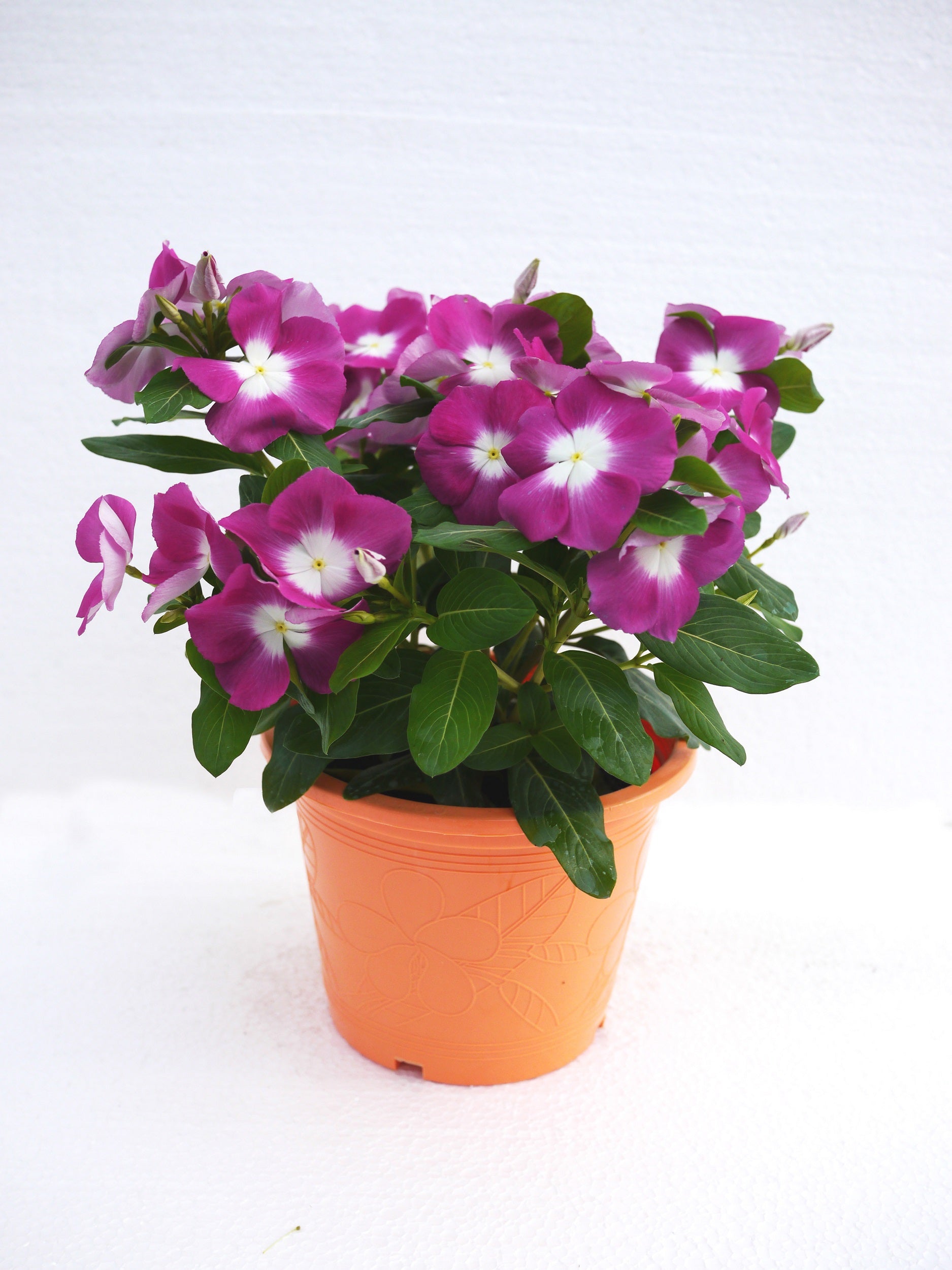 Vinca Seeds Mega Bloom Orchid Halo 500 Bulk Seeds Big Blooms