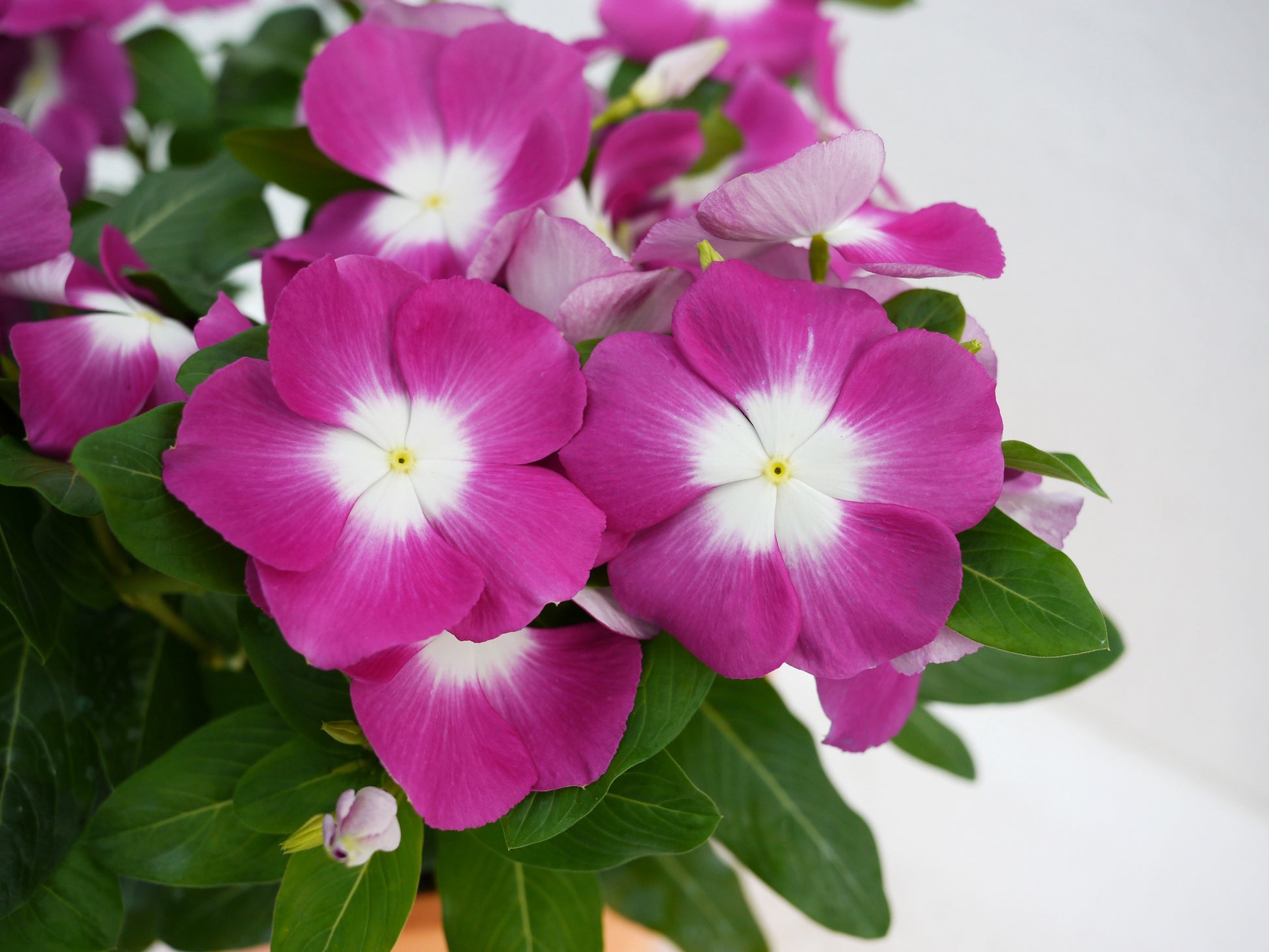 Vinca Seeds Mega Bloom Orchid Halo 500 Bulk Seeds Big Blooms