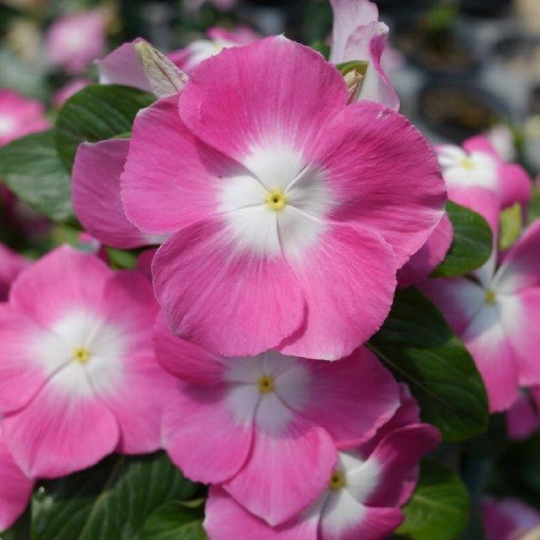 Vinca Seeds Mega Bloom Orchid Halo 25 thru 250 Flower Seeds