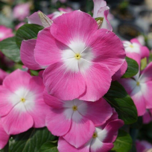 Vinca Seeds Mega Bloom Orchid Halo 25 thru 250 Flower Seeds