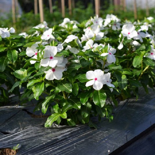 Vinca Seeds Mega Bloom Polka Dot 500 Bulk Seeds Big Blooms
