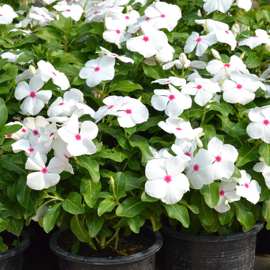 Vinca Seeds Mega Bloom Polka Dot 25 Flower Seeds Has Large Blooms