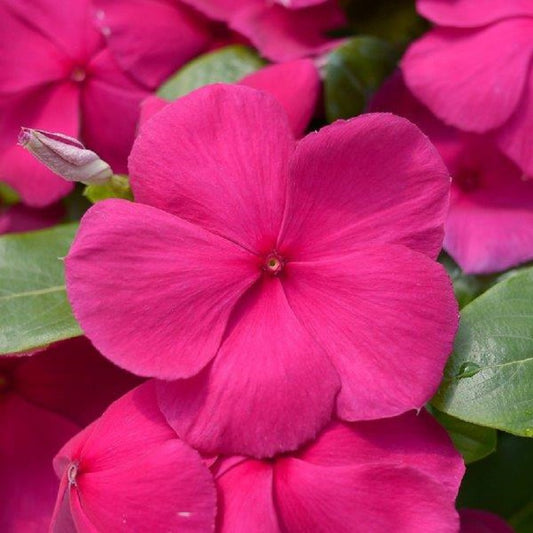 Vinca Seeds Mega Bloom Purple 25 Flower Seeds Has Large Blooms