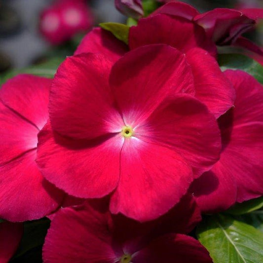 Vinca Seeds Mega Bloom Raspberry Ice 500 Bulk Seeds Big Blooms