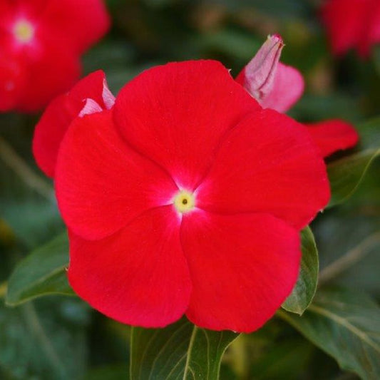 Vinca Seeds Mega Bloom Red 500 Bulk Seeds Big Blooms