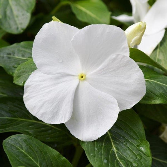Vinca Seeds Mega Bloom White 500 Bulk Seeds Big Blooms