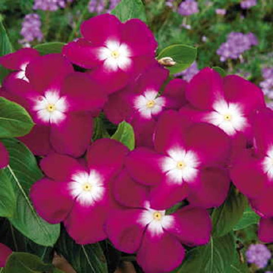 Vinca Seeds Pacifica XP Burgundy Halo 25 thru 500 Seeds