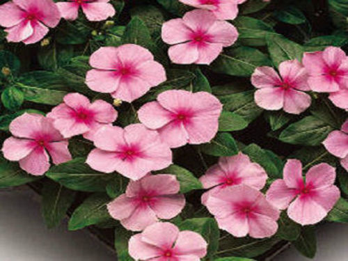 Periwinkle Flower 50 Sunsplash Pink Vinca Seeds