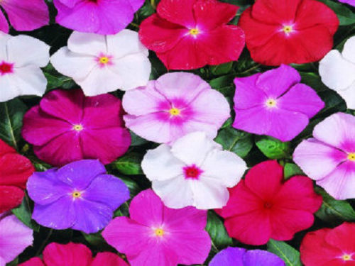 Vinca Flower Sunsplash Mix 50 Vinca Seeds Periwinkle Flower Seeds