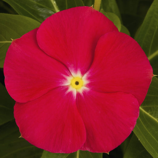 Bulk Vinca Seeds Vinca Sunstorm Bright Red 25 thru 500 Flower Seeds