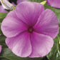 Sunstorm Lilac Vinca Seeds 50 Periwinkle Flower