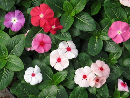 Sunstorm Formula Mix Vinca Seeds 50 Periwinkle Flower