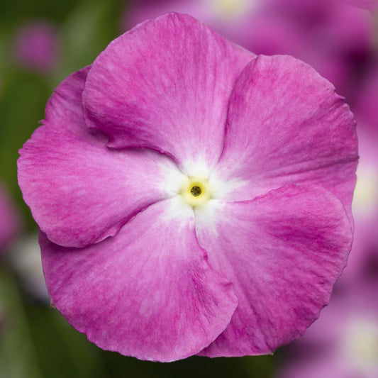 Vinca Seeds Vinca Sunstorm Orchid Halo 25 thru 500 Flower Seeds