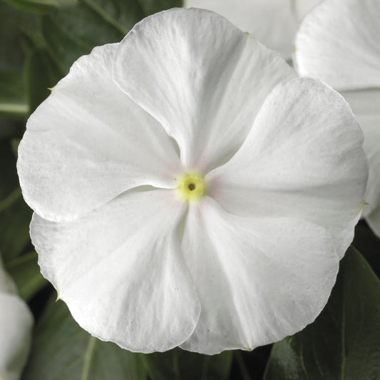 Vinca Seeds Sunstorm White 50 Periwinkle Seeds