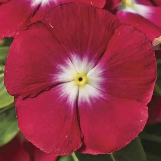 Sunstorm Red Halo Vinca Seeds 50 Periwinkle Flower