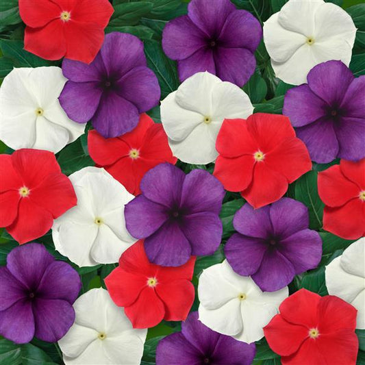 Vinca Seeds Vinca Tattoo American Pie Mix 25 Seeds