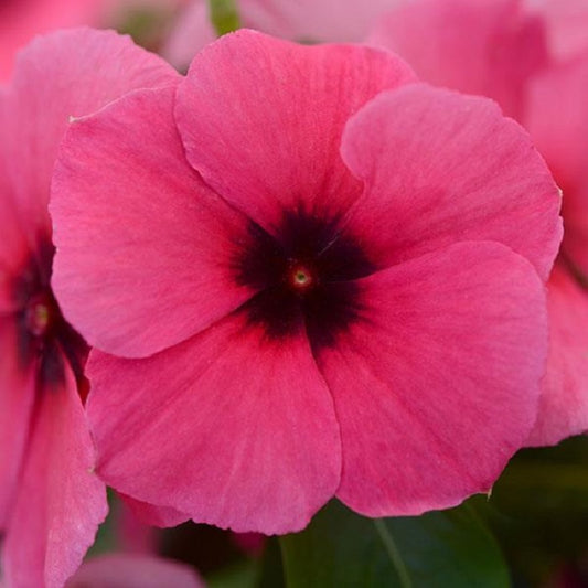 Vinca Seeds Vinca Tattoo Raspberry 25 Seeds