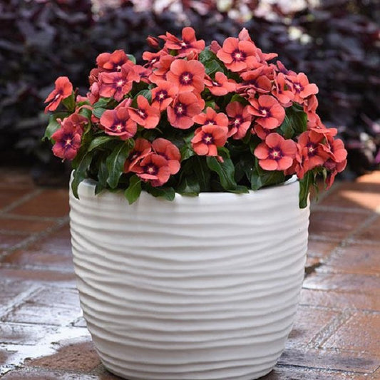 Vinca Seeds Vinca Tattoo Tangerine 25 Seeds