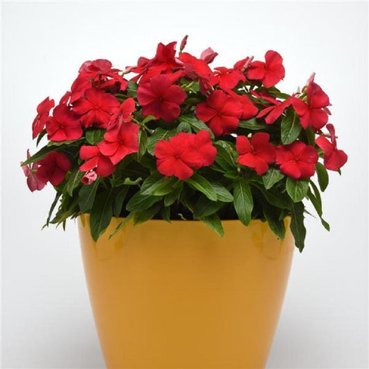 Vinca Seeds Titan Deep Red 25 Vinca Flower Seeds